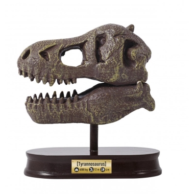 Felfedező készlet - Tyrannosaurus koponya - BUKI